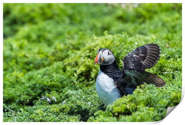 Puffin with opening wings Print by Stephen Mole