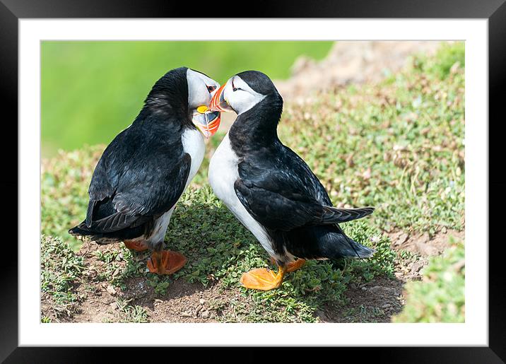 Kissing Puffins Framed Mounted Print by Stephen Mole