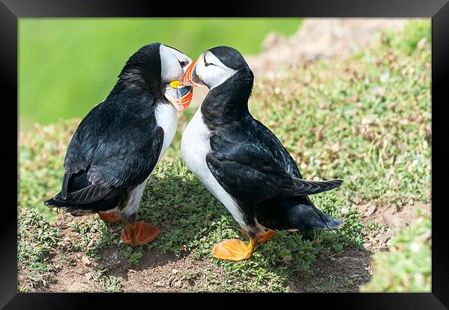 Kissing Puffins Framed Print by Stephen Mole