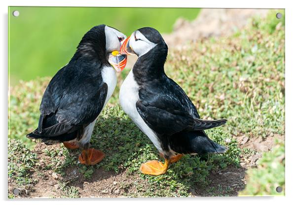 Kissing Puffins Acrylic by Stephen Mole