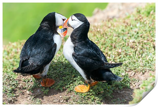 Kissing Puffins Print by Stephen Mole