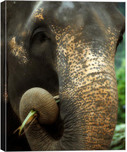 Asian elephant portrait Canvas Print by David Worthington