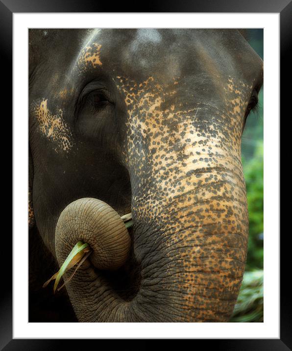 Asian elephant portrait Framed Mounted Print by David Worthington