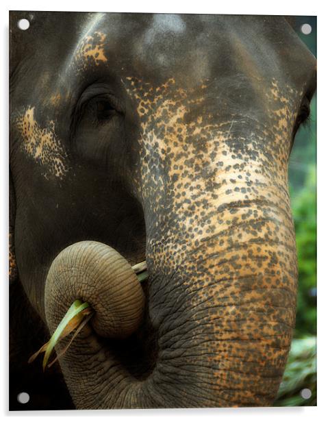 Asian elephant portrait Acrylic by David Worthington