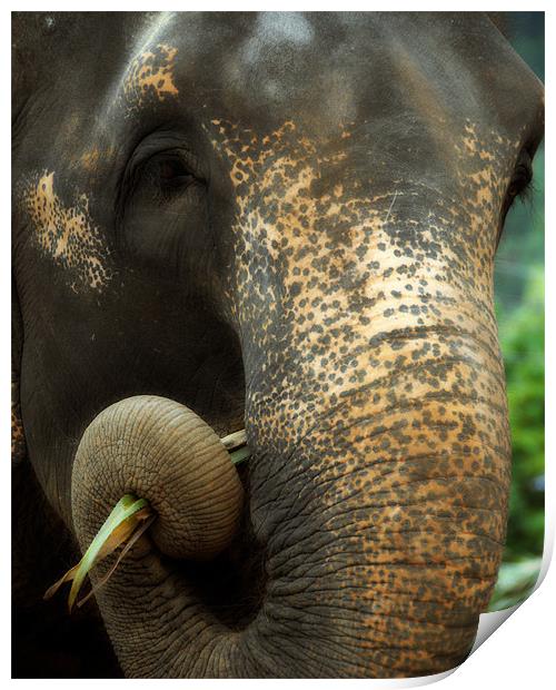 Asian elephant portrait Print by David Worthington