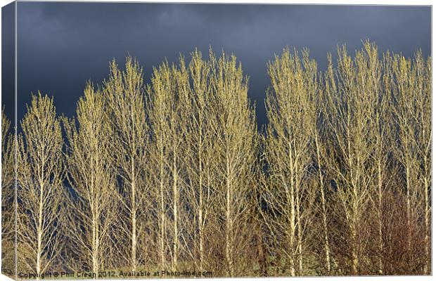 Poplar trees Canvas Print by Phil Crean