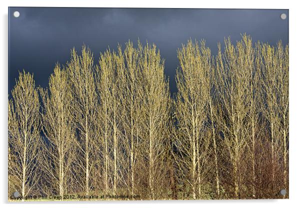Poplar trees Acrylic by Phil Crean