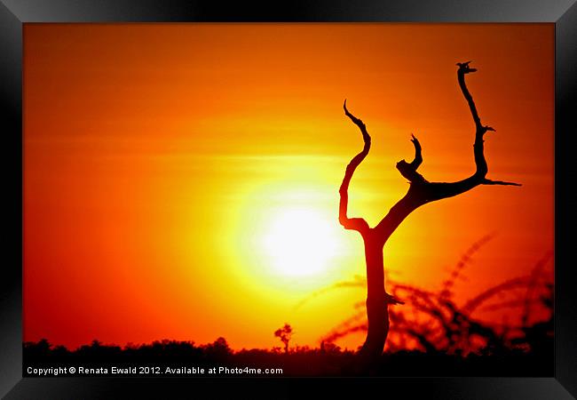 Lonesome fellow! Framed Print by Renata Ewald