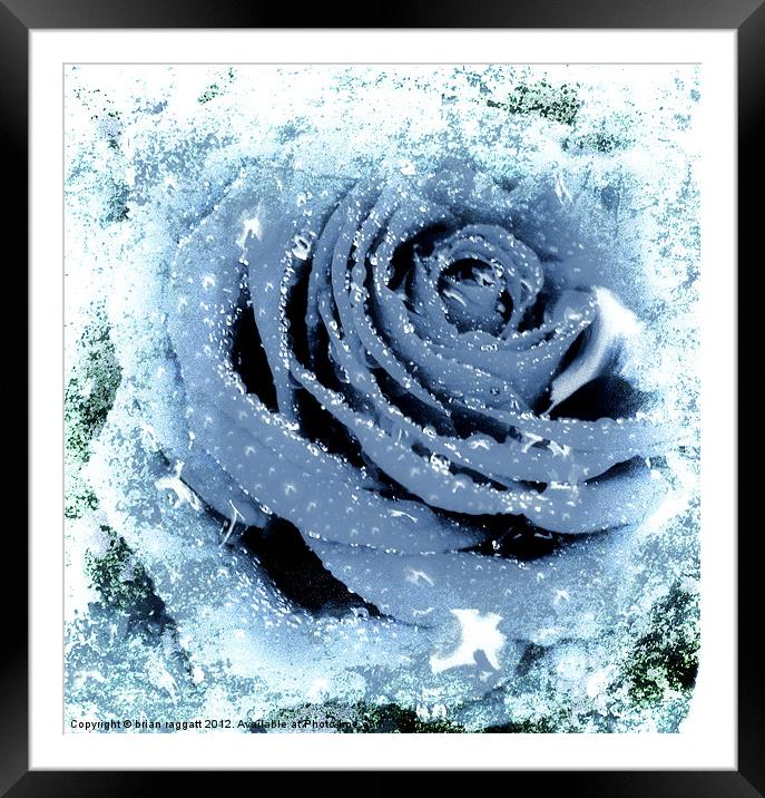 Frozen Rose Framed Mounted Print by Brian  Raggatt