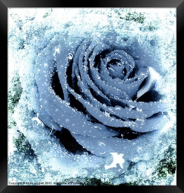 Frozen Rose Framed Print by Brian  Raggatt