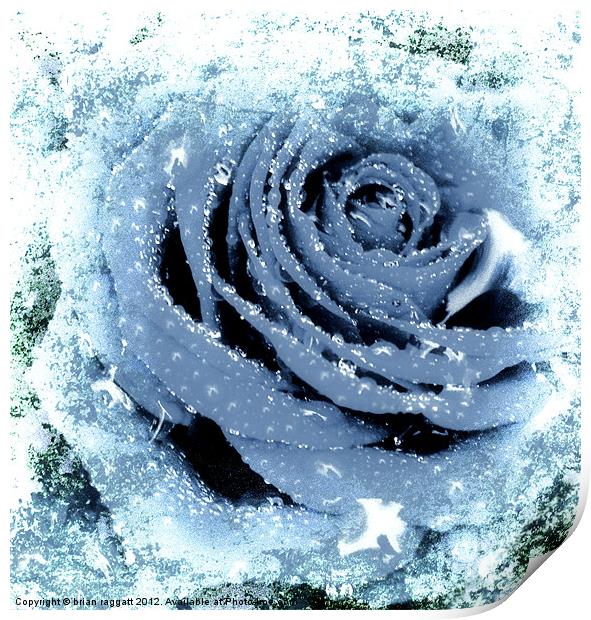Frozen Rose Print by Brian  Raggatt