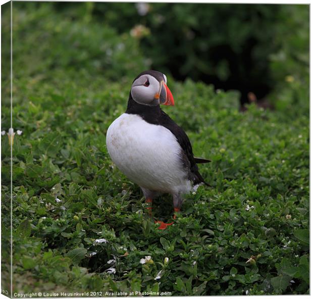 Atlantic Puffin Canvas Print by Louise Heusinkveld