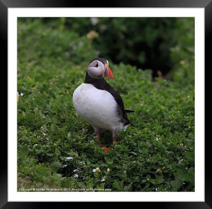 Atlantic Puffin Framed Mounted Print by Louise Heusinkveld