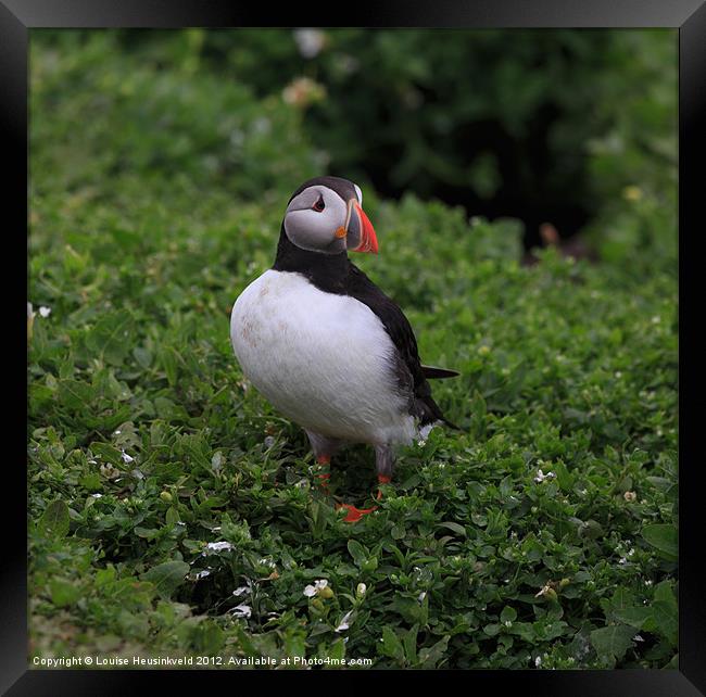 Atlantic Puffin Framed Print by Louise Heusinkveld