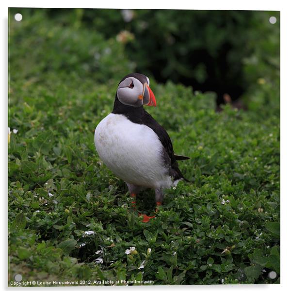 Atlantic Puffin Acrylic by Louise Heusinkveld