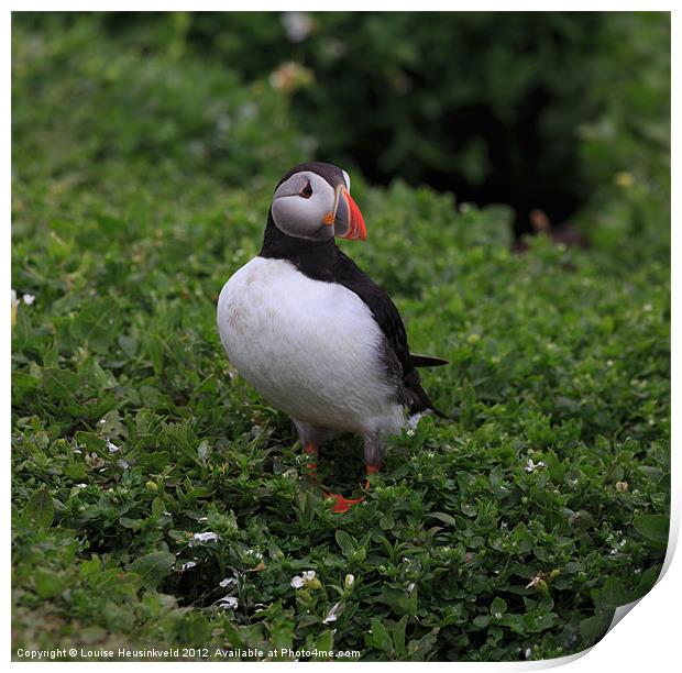 Atlantic Puffin Print by Louise Heusinkveld
