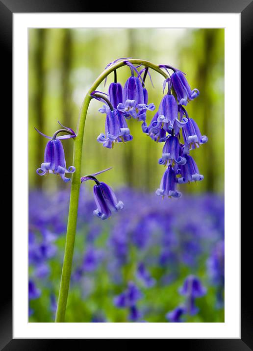 Bluebells Close Up Framed Mounted Print by Ashley Chaplin