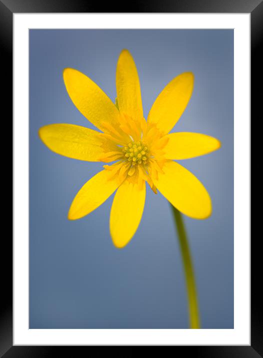 Buttercup 2 Framed Mounted Print by Ashley Chaplin