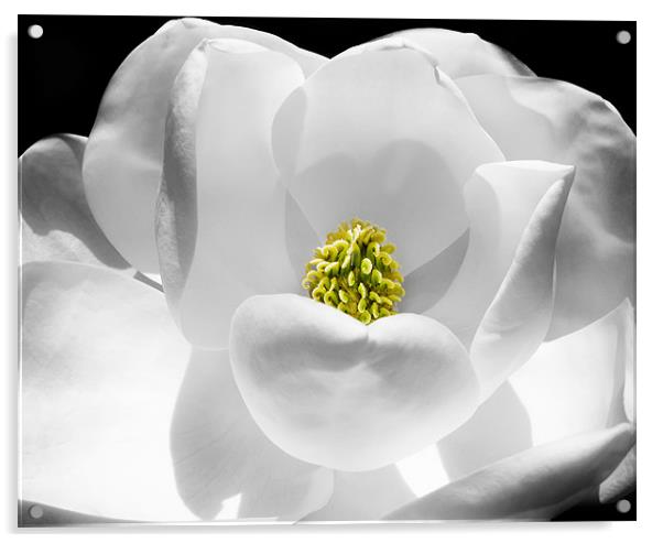 Magnolia Acrylic by Mary Lane