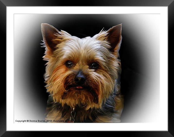 Yorkie Portrait Framed Mounted Print by Donna Duclos