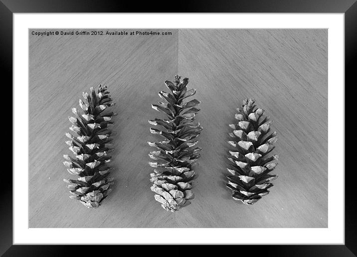 Pine Cones Framed Mounted Print by David Griffin
