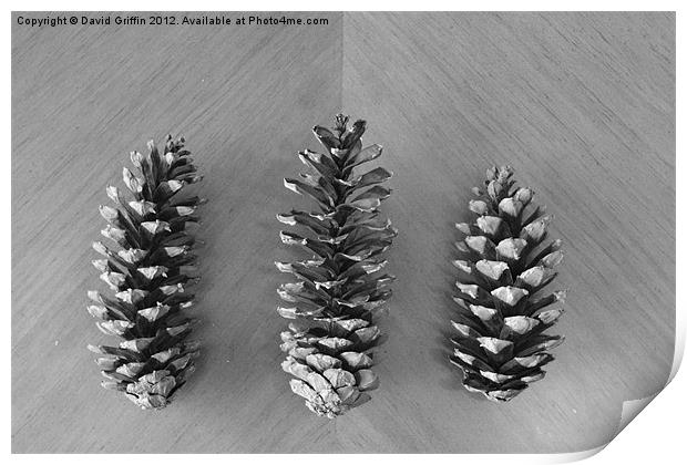 Pine Cones Print by David Griffin