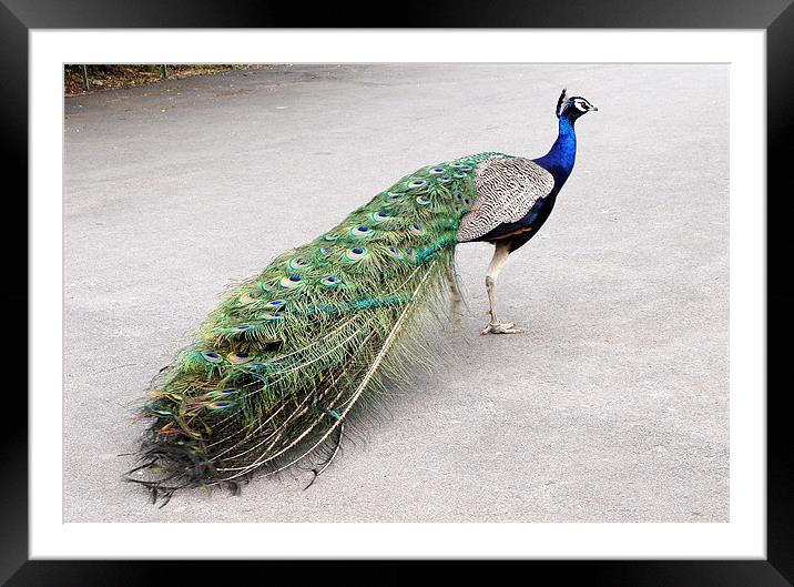 Proud as a Peacock Framed Mounted Print by Jacqui Kilcoyne
