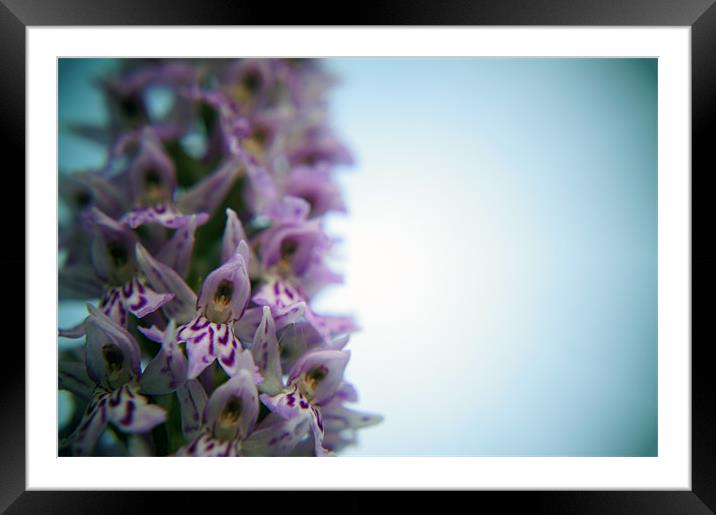 Early Purple Orchid Close Up Framed Mounted Print by David  Fennings