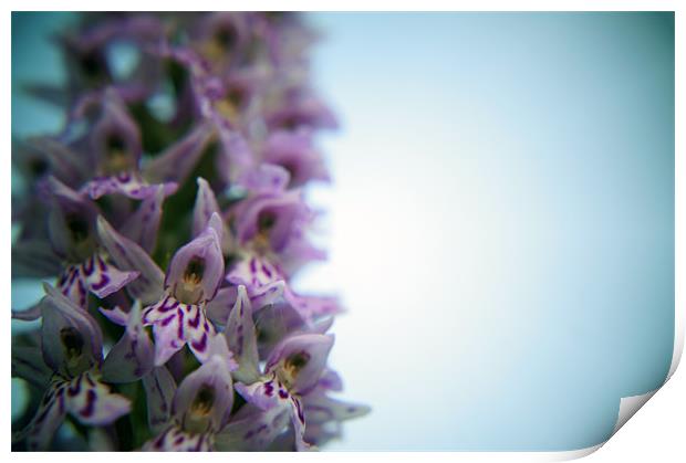 Early Purple Orchid Close Up Print by David  Fennings