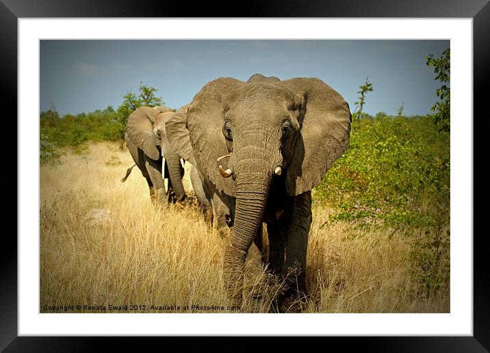FOLLOW THE LEADER Framed Mounted Print by Renata Ewald