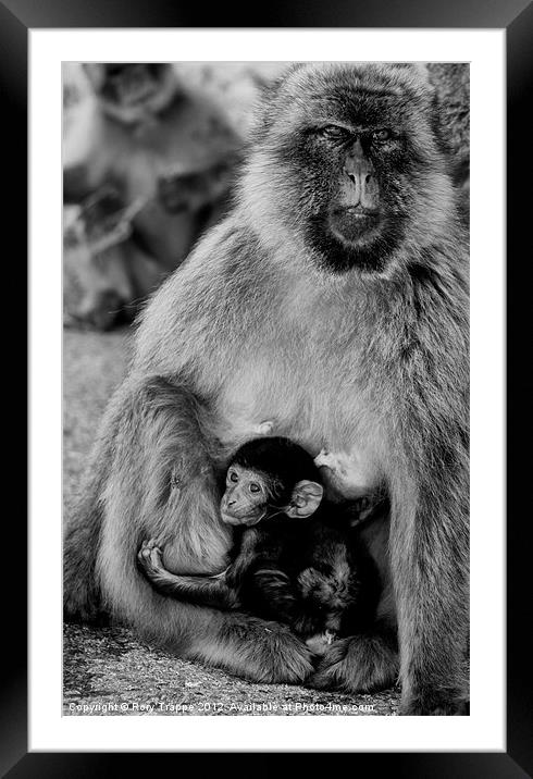 Gibraltar barbary macaque Framed Mounted Print by Rory Trappe