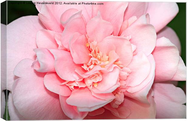 Camellia Canvas Print by Louise Heusinkveld
