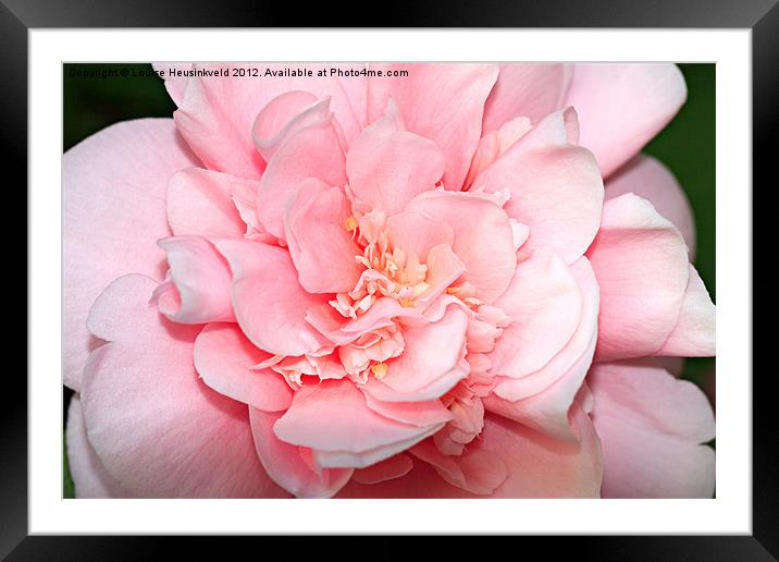 Camellia Framed Mounted Print by Louise Heusinkveld