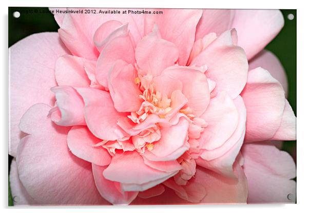 Camellia Acrylic by Louise Heusinkveld