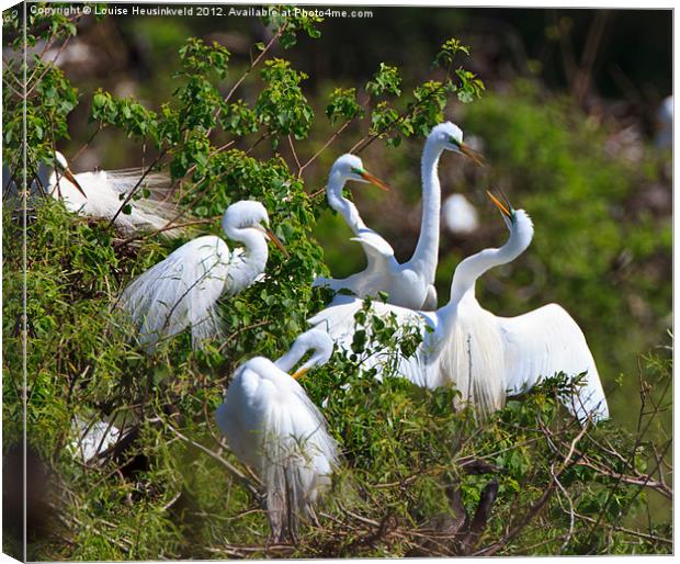 Great Egrets Courting in Spring Canvas Print by Louise Heusinkveld