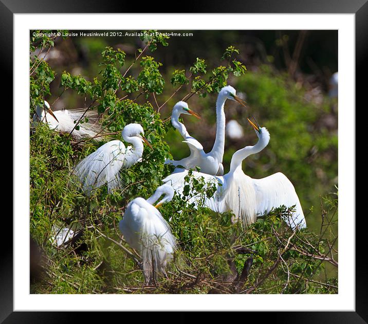 Great Egrets Courting in Spring Framed Mounted Print by Louise Heusinkveld