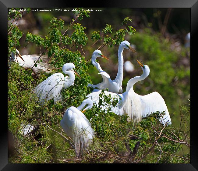 Great Egrets Courting in Spring Framed Print by Louise Heusinkveld