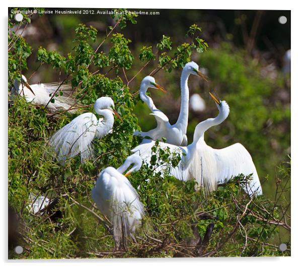 Great Egrets Courting in Spring Acrylic by Louise Heusinkveld