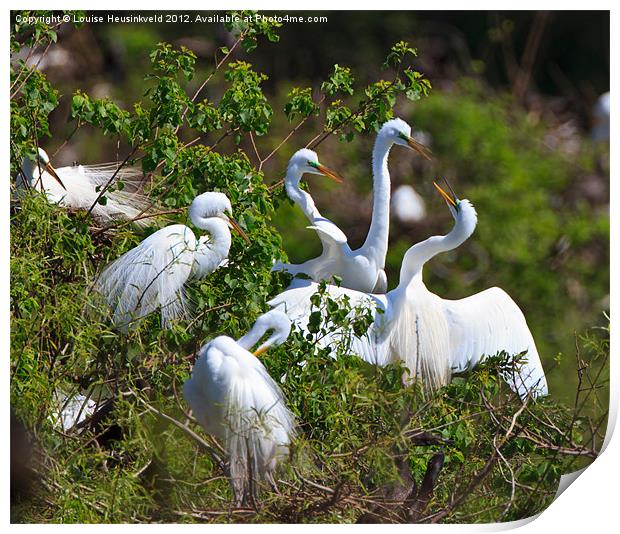 Great Egrets Courting in Spring Print by Louise Heusinkveld
