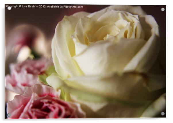 White Rose Acrylic by Loren Robbins
