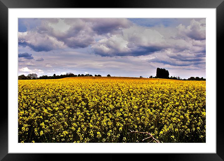 Rapeseed Feild Framed Mounted Print by Victoria Bowie