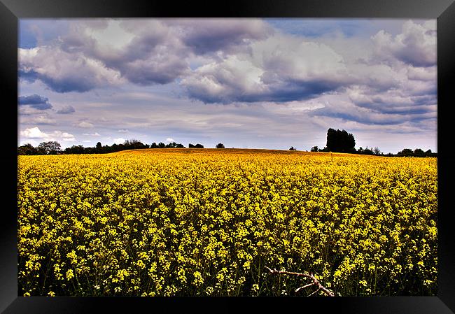 Rapeseed Feild Framed Print by Victoria Bowie