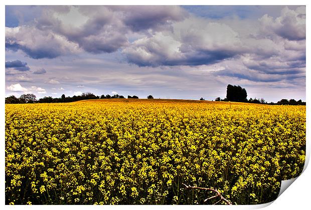 Rapeseed Feild Print by Victoria Bowie