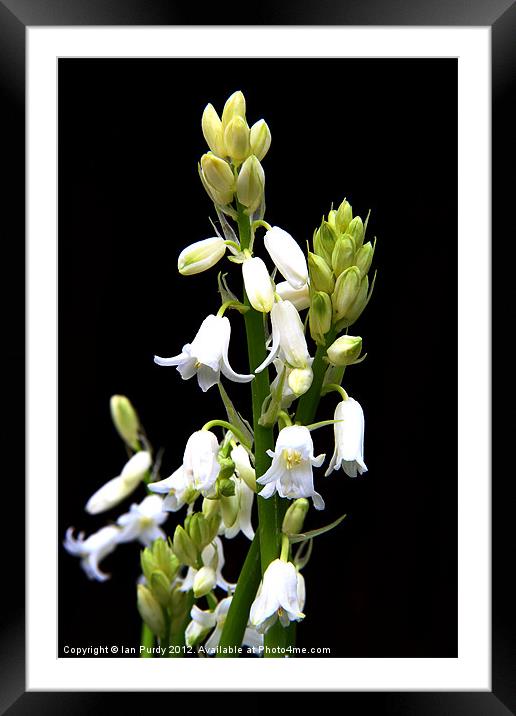 White bells Framed Mounted Print by Ian Purdy