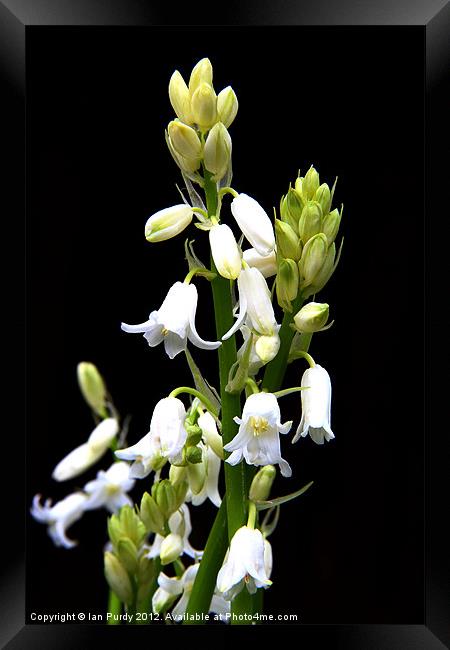 White bells Framed Print by Ian Purdy