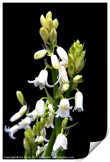 White bells Print by Ian Purdy