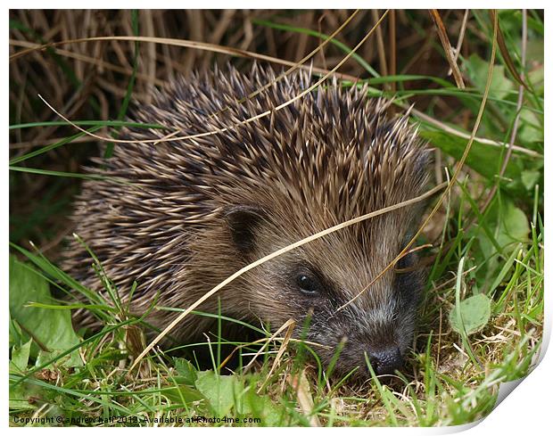 Hoglet a Baby Hedgehog Print by andrew hall