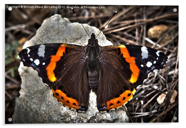 Vanessa Atalanta Acrylic by William AttardMcCarthy