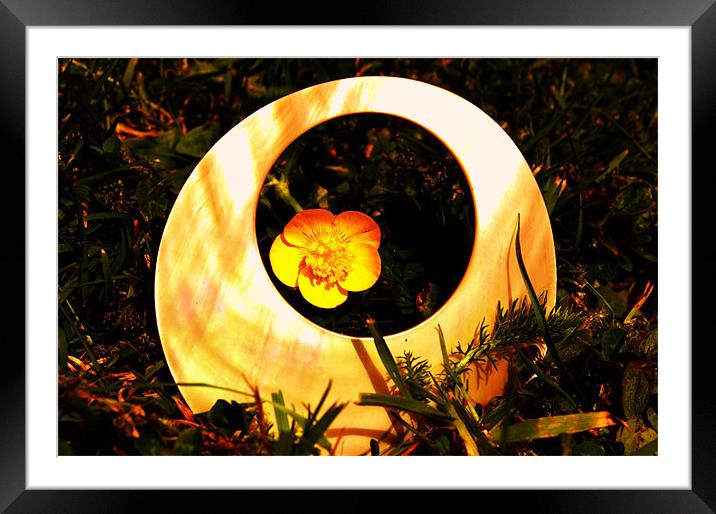 Summer Buttercup Framed Mounted Print by David Griffin