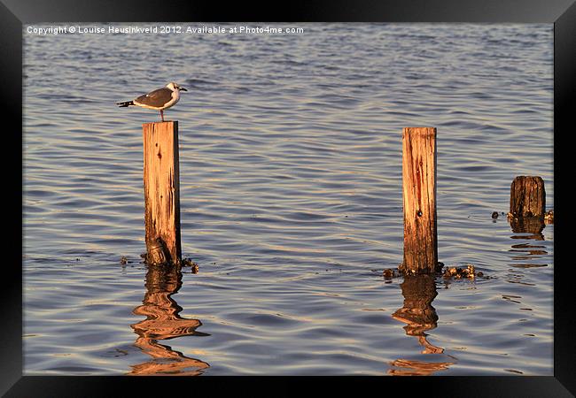 Gull perching on a post at sunset Framed Print by Louise Heusinkveld